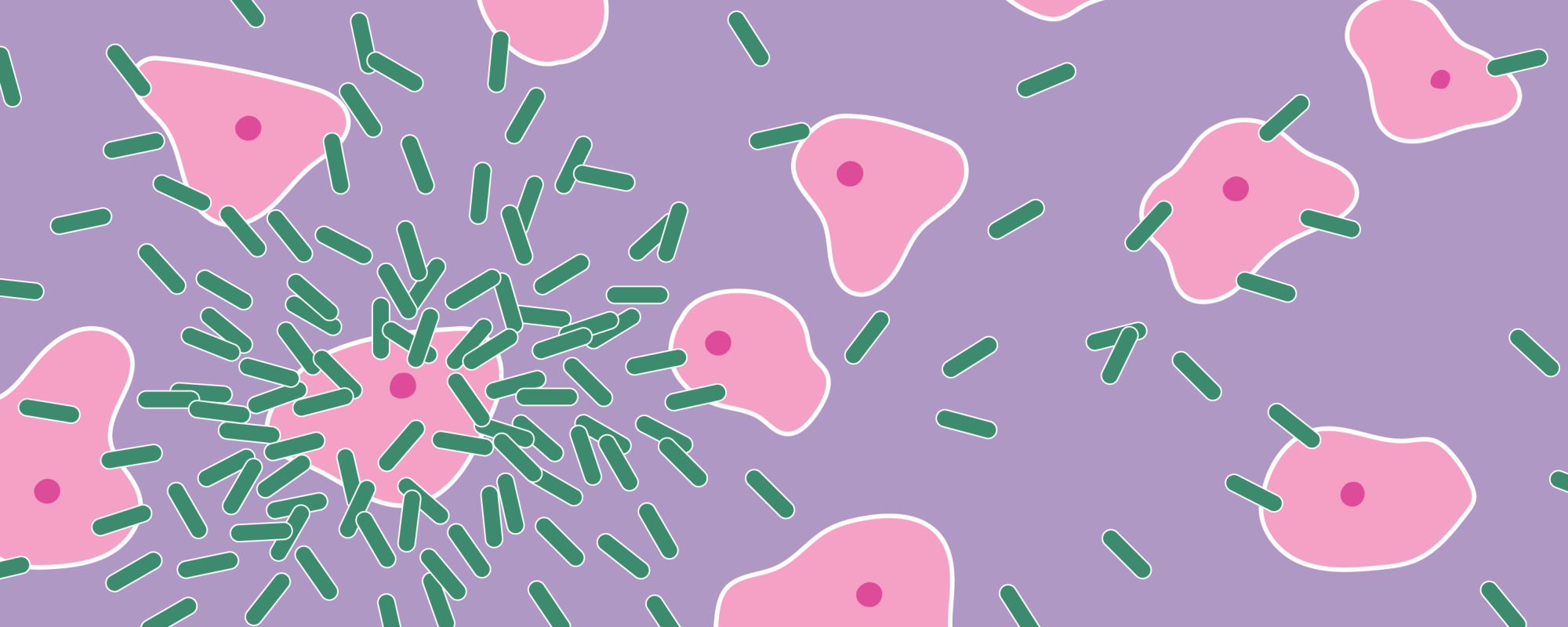 Cells of bacteria that cause bacterial vaginosis and yeast cells that causes thrush growing.